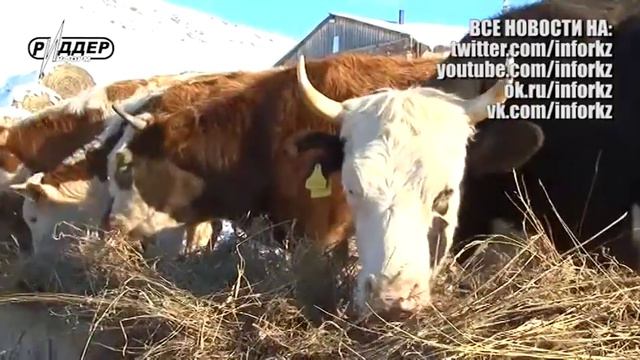 Откормочная площадка в с. Ливино (19.11.2015)