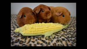 Окрасы морских свинок: Золотые морские свинки