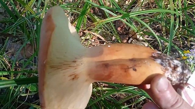 что за гриб? смотреть онлайн