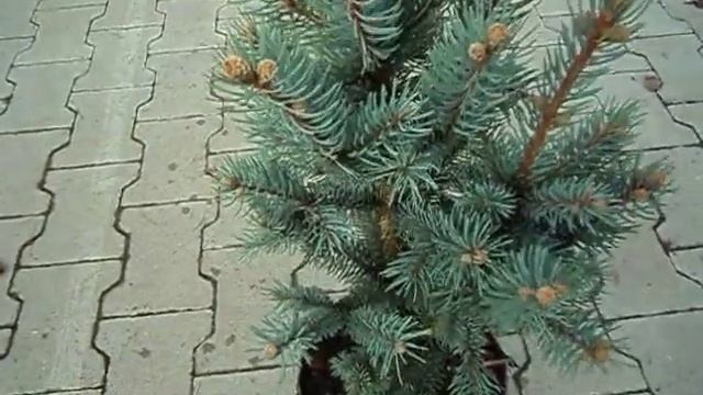 Picea pungens Iseli Fastigiata смотреть онлайн