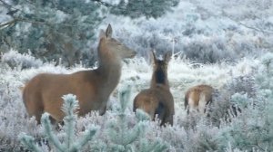 Интересные факты о северном олене