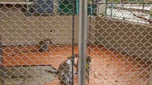 Обезьяний питомник в Адлере Сочи Про самых интересных обезьян :)