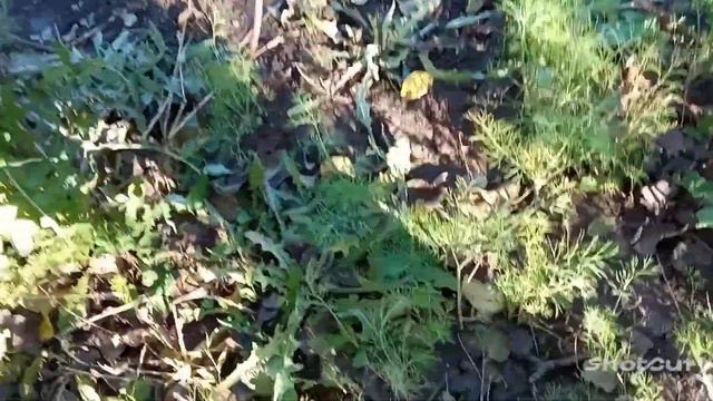 Позитив на даче! Поехали с сыном, убирать последний урожай. Маме получше#Позитив#жизньлары