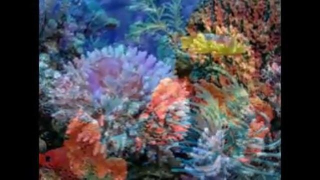 Кораловые рифы Coral Reefs