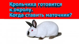 КРОЛЬЧИХА ГОТОВИТСЯ К ОКРОЛУ. КОГДА СТАВИТЬ МАТОЧНИК?