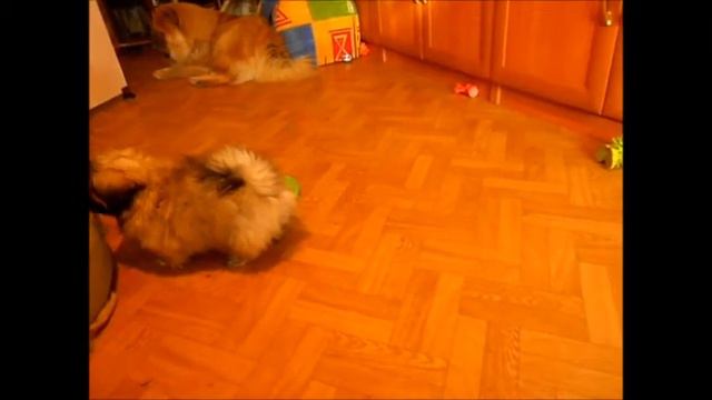 щеночки смотреть онлайн