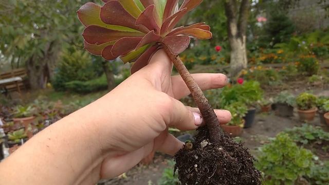 Каким должен быть объем горшков для черенков эониумов смотреть онлайн