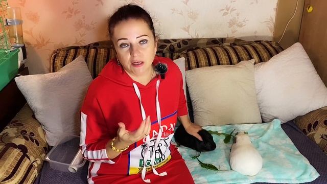 Как правильно дезинфицировать зелень для морских свинок смотреть онлайн