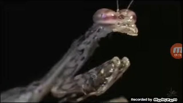 Древесный богомол vs Домашняя сколопендра смотреть онлайн