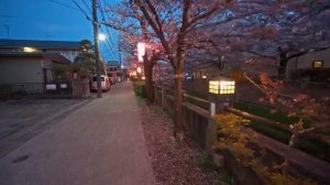 Япония • Ночная Сакура реки Мама в городе Итикава