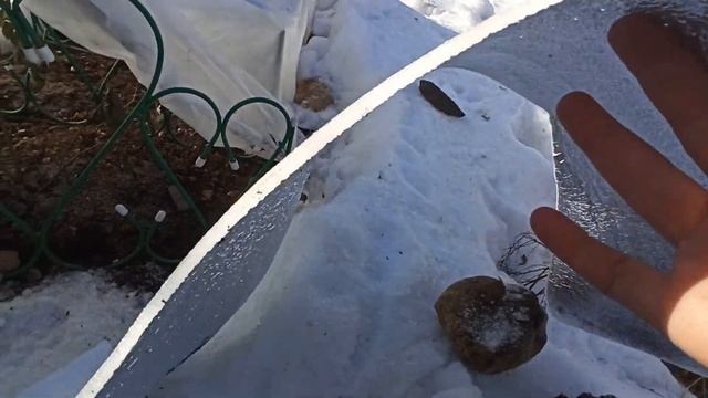 Разбудила розы! Снимаю плёнку с укрытий роз. ???