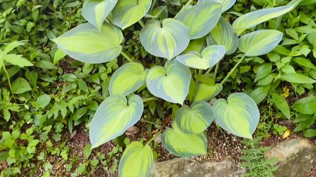 JAPANS ONE OF THE FAMOUS BOTANICAL GARDEN  MAKINO BOTANICAL GARDEN