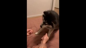Приколы-с-котами-Смешные-коты