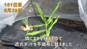 スーパーで買ったしょうがを再生栽培したら葉しょうがになっちゃった / How to regrow ginger from store-bought ginger