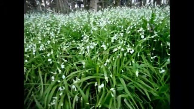 Wild Food : Few-flowered Leek(Allium paradoxum) смотреть онлайн