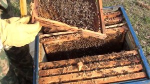 Что такое тихая смена матки. Маточник тихой смены.