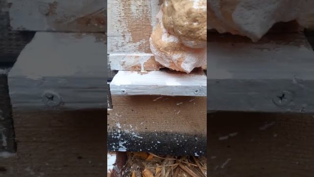 сборка улья в зиму на двух корпусах " Дадан" на 16 рамках, для зимовки на улице. смотреть онлайн