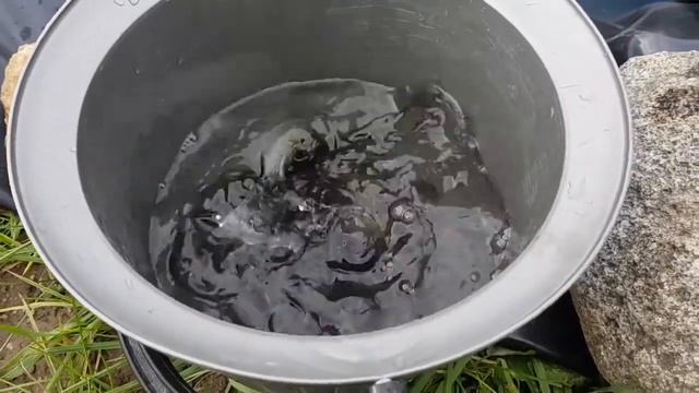 Пруд на дачном участке, из пленки своими руками. Зарыбляем пруд  карасем и раками!