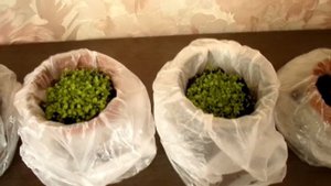 Рассада лобелии однолетней и многолетней, приобрела клубневую бегонию.
