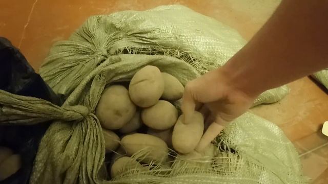 Как правильно сортировать картошку и взвесить картофель