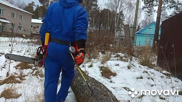 Валка берёз целиком#валкадеревьев#спилдеревьев#