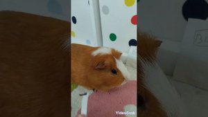 сказка про морскую свинку Петю смешная сказка смотри со смехом про морских свинок смешные животные