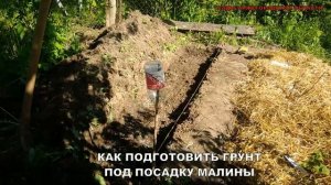 Посадка малины.Почва для малины.