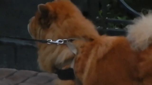 WARXUL . Обзоры&Отзывы. Снимаем на NIKON COOPLIX L820. DOGS. BOSS. смотреть онлайн