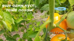 Медовый спас, удивил этот томатик