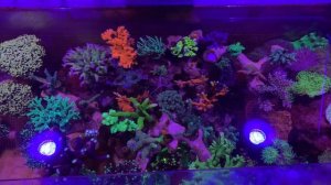 Бюджетное освещение ? для морского аквариума ?