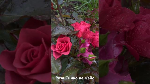 Роза Синко де майо/ rose Cinco de Mayo