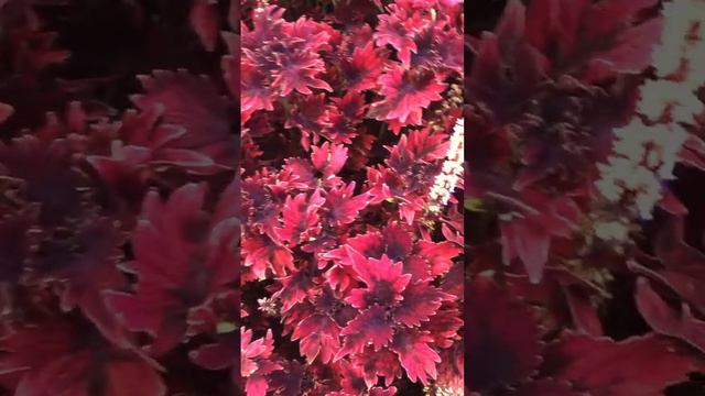 Колеус coleus #flowers #цветы