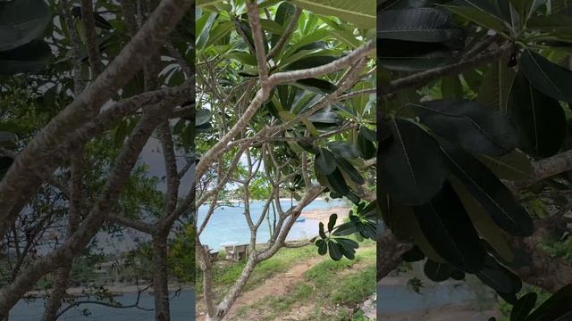 Нежнейшая цветущая плюмерия или Франжипани (Plumeria, Frangipani)