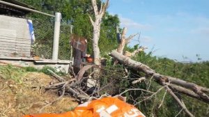 i Пилим орех цепной пилой электропилой INTERTOOL DT 2204 Chain saw electric кратко 20180520