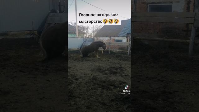 актриса???#врекомендации #лошади #верховаяезда #тикток #лошадимоялюбовь #смешноевидео