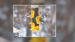 Pretty in Pink! Common Redpoll! A Few Fun Facts; Finches; Bird Behavior; Acanthis flammea