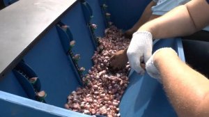 Чеснокосажалка автоматическая ТМЗ РЕСУРС