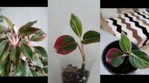 Аглаонема Крит.