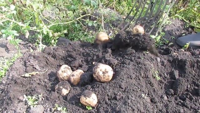 Антошка, Антошка пойдём копать картошку...