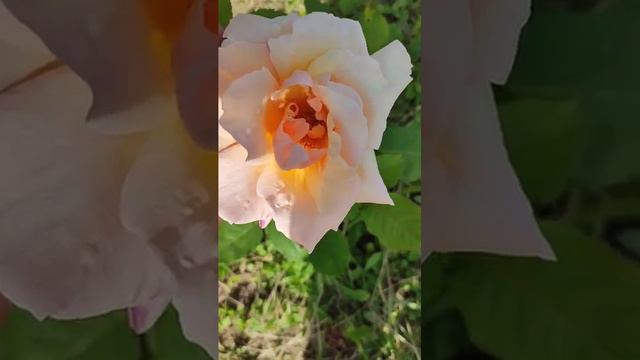 ШИКАРНАЯ #РОЗА