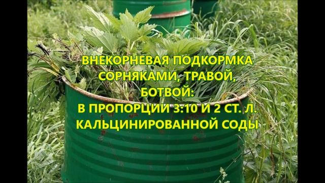 РОЗЫ. ПОДКОРМКА РОЗ ВЕСНОЙ И ЛЕТОМ ДЛЯ ПЫШНОГО ЦВЕТЕНИЯ смотреть онлайн