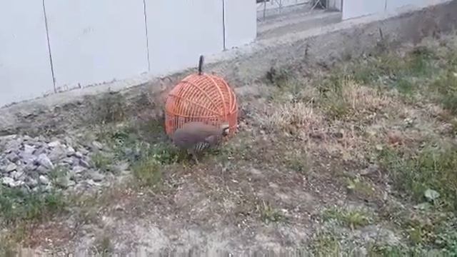 Гибрид чуча смотреть онлайн