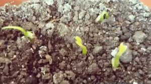 Как вырастить мандариновое дерево из косточки