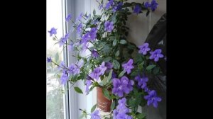 Броваллия   декоративно цветущее горшечное растение