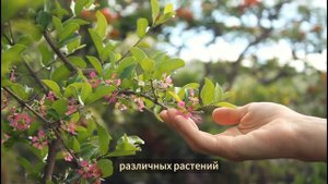 Что посмотреть в Брисбене (Австралия) - топ 8 интересных мест. Интересная Австралия