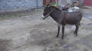 дагестан, хрюг. осел лезгинский
