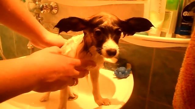 мокрыый папильон по кличке "Барон"-----"крылья бабочки" смотреть онлайн