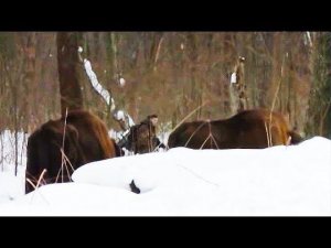 Зубры и фотограф [Чернобыльская зона]