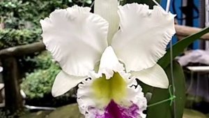 Rlc. Liou Hope