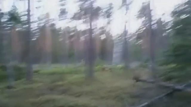 ТОП 5 СУЩЕСТВ СНЯТЫХ НА КАМЕРУ смотреть онлайн